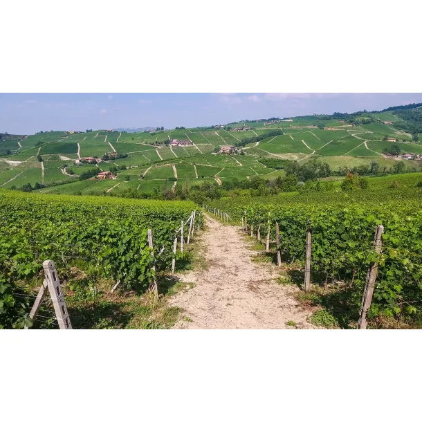 Barolo Borgognot Wine Makers Dinner fredag den 15. november kl. 18:00